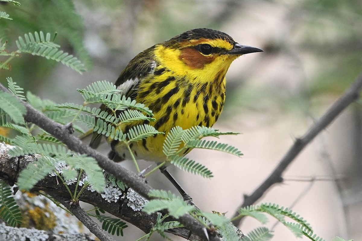 Cape May Warbler - ML617757930