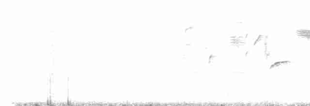 Bewick Çıtkuşu [mexicanus grubu] - ML617757931