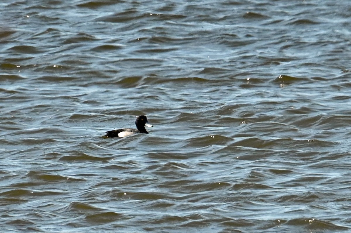 Greater Scaup - Marie O'Neill