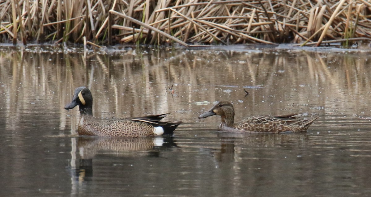 Blue-winged Teal - ML617757977