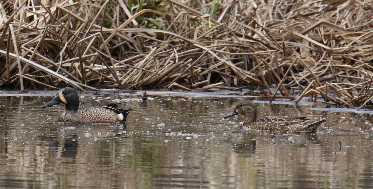 Blue-winged Teal - ML617757978