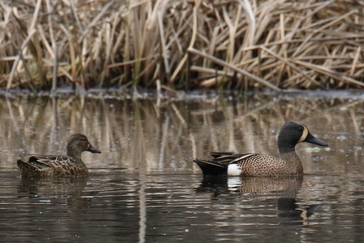 Blue-winged Teal - ML617757979