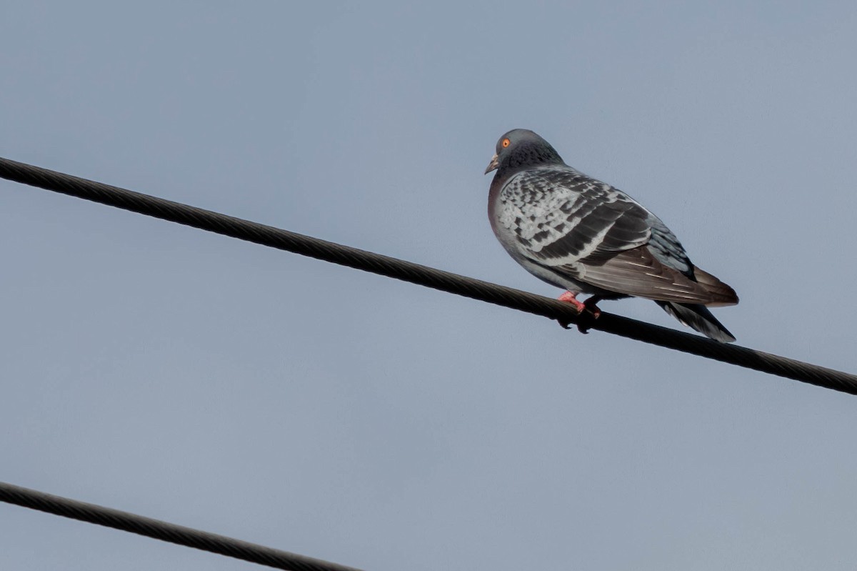 Rock Pigeon (Feral Pigeon) - ML617758106