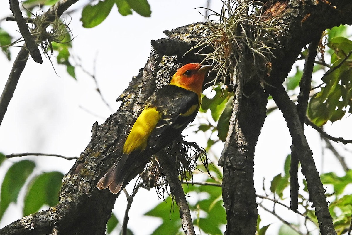 Western Tanager - ML617758144