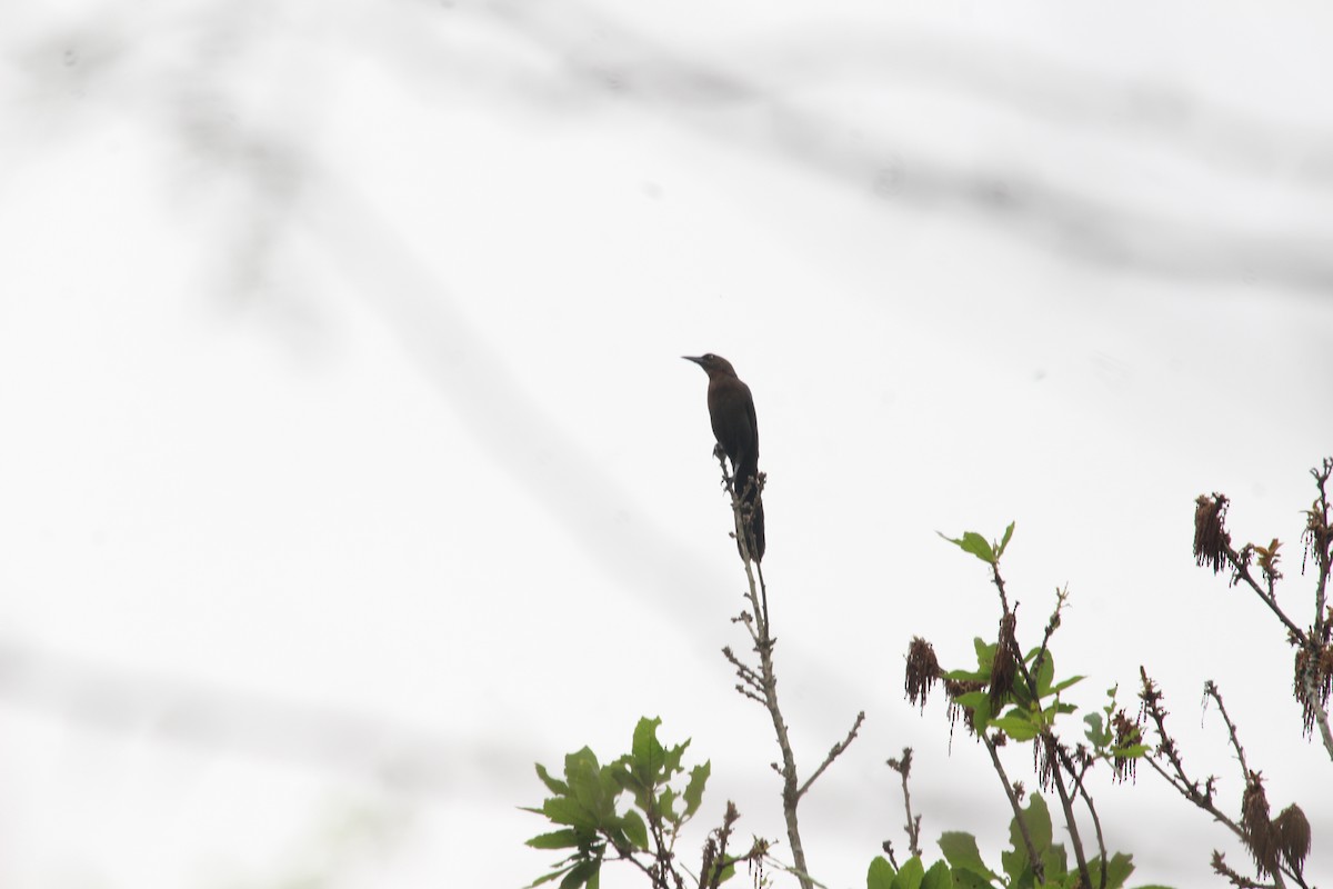 Great-tailed Grackle - ML617758157