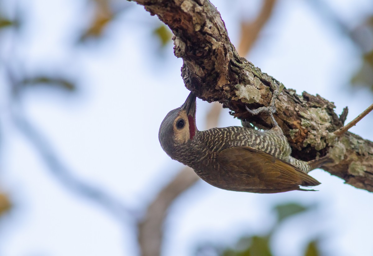 Gray-crowned Woodpecker - ML617758211