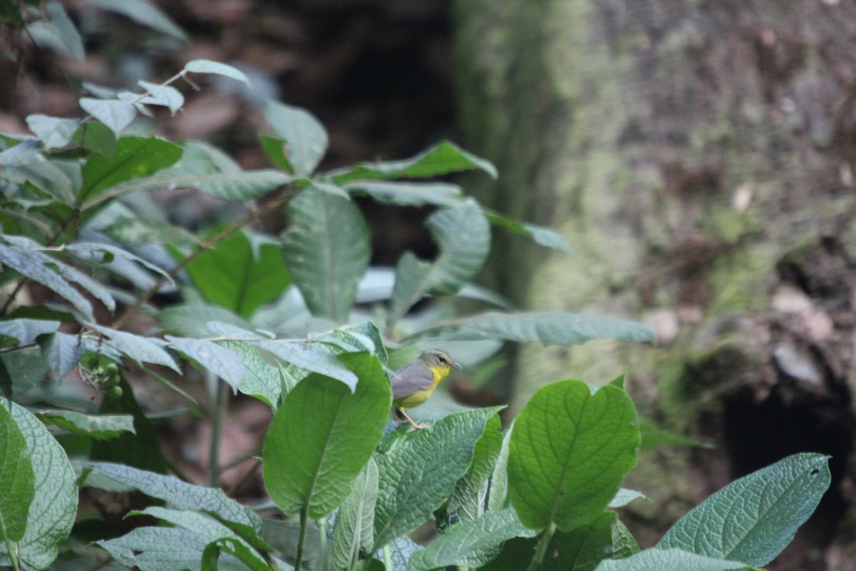 Golden-crowned Warbler - ML617758223
