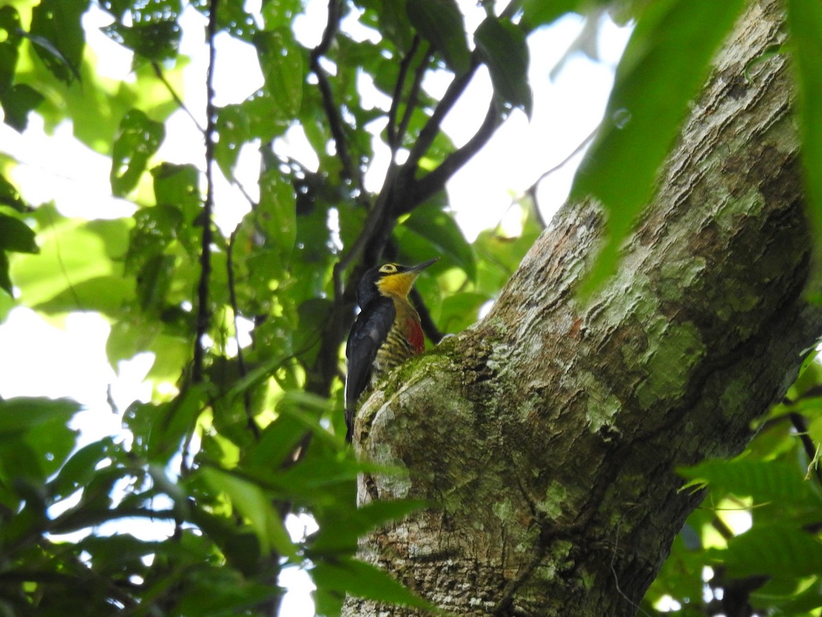 Yellow-fronted Woodpecker - ML617758320