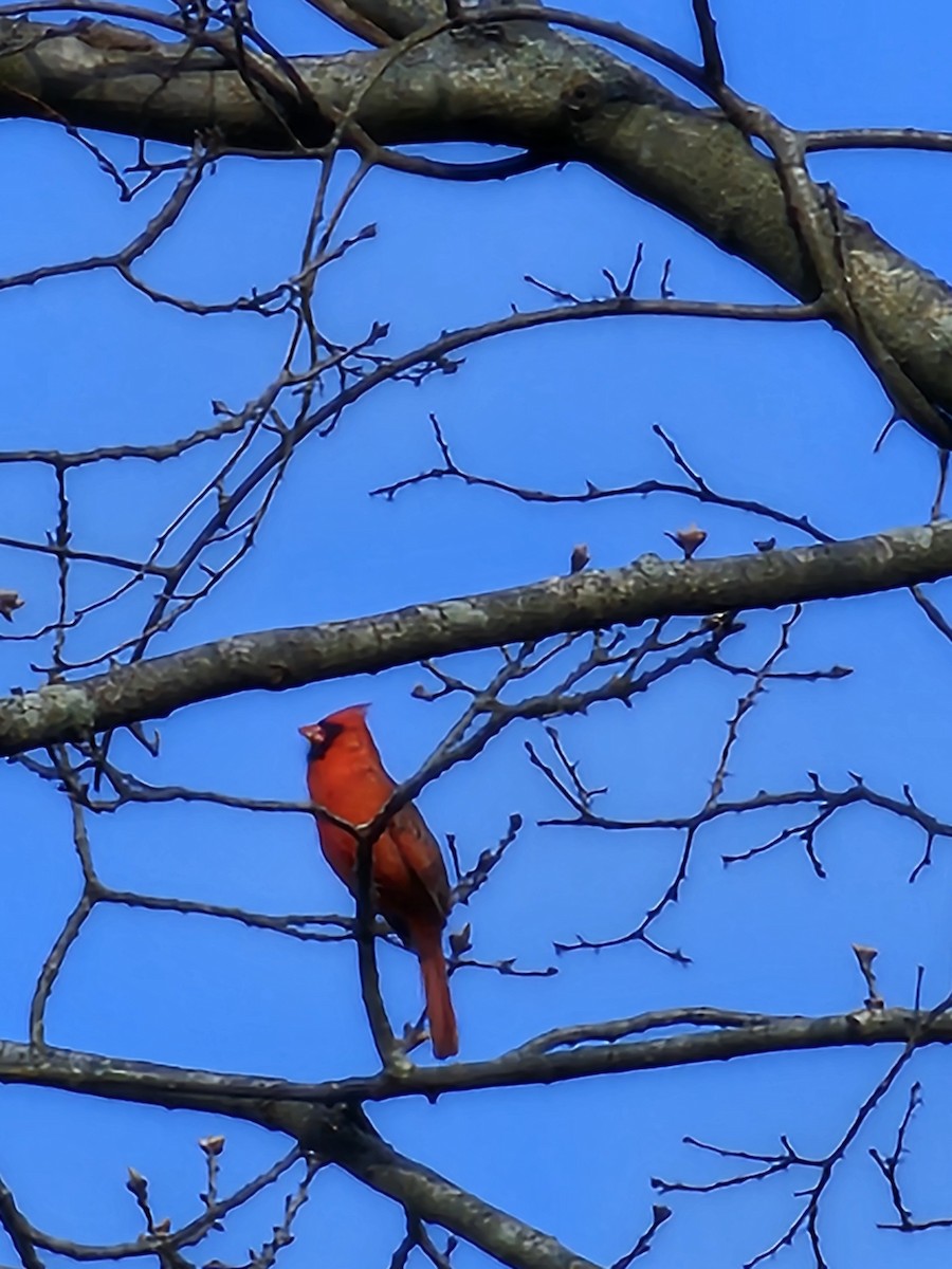 Northern Cardinal - Dawn Lausier