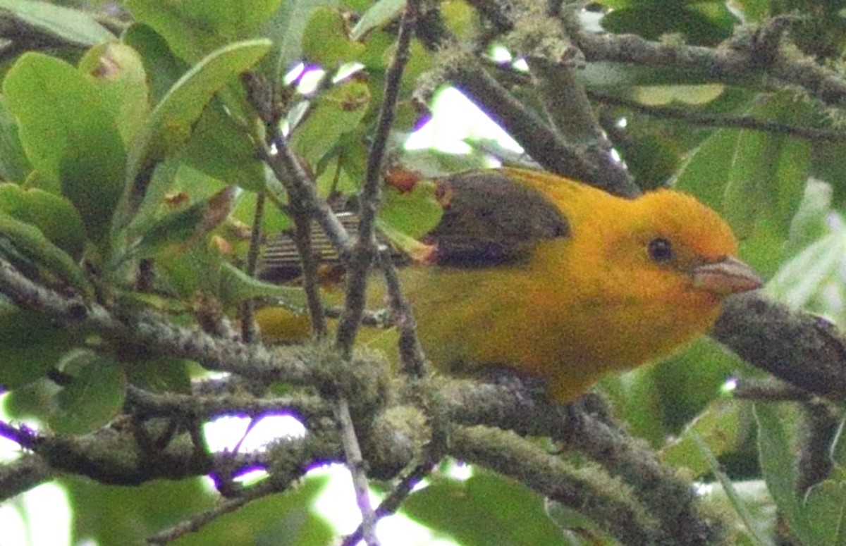 Scarlet Tanager - Paul Conover