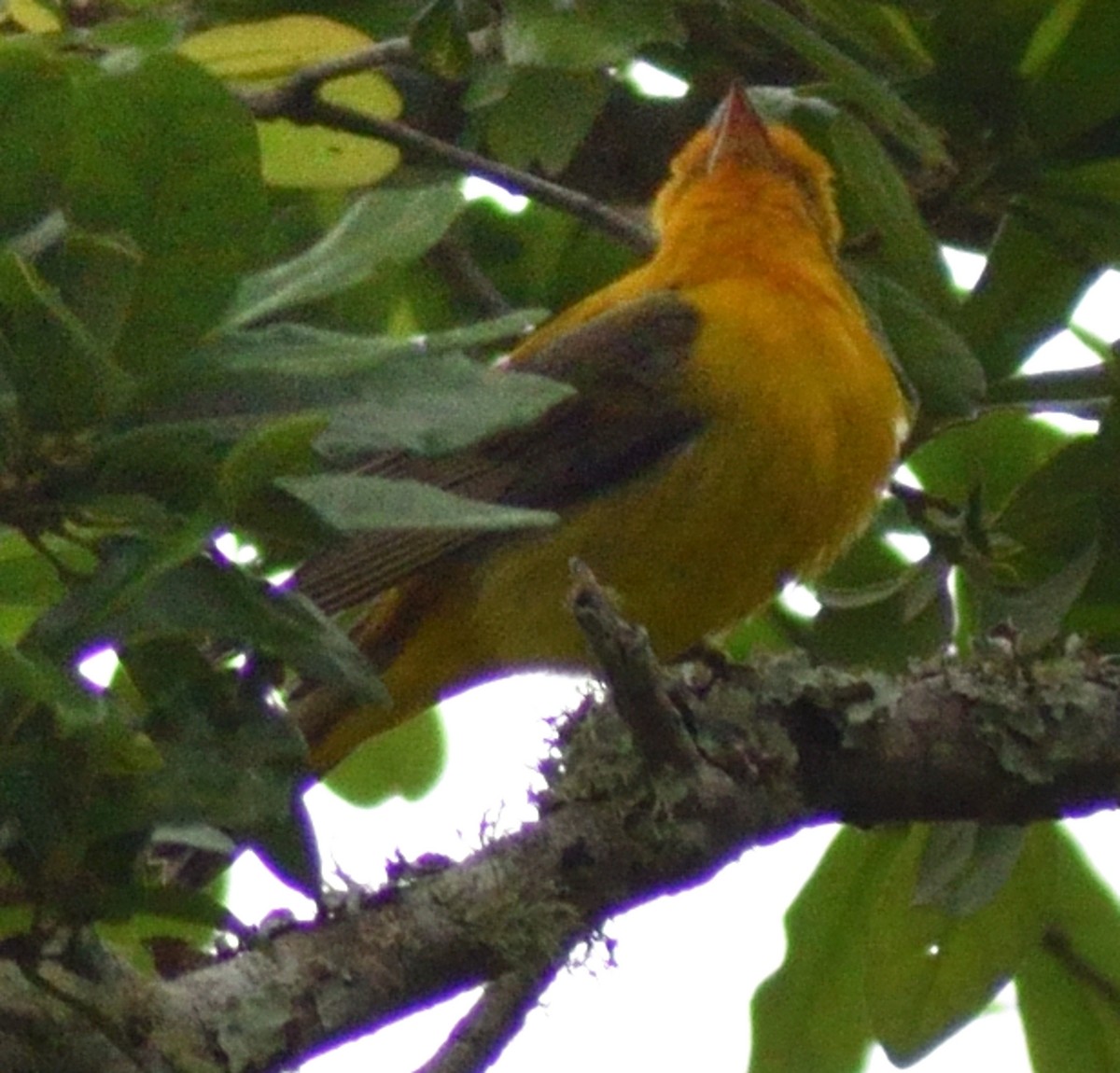 Scarlet Tanager - Paul Conover