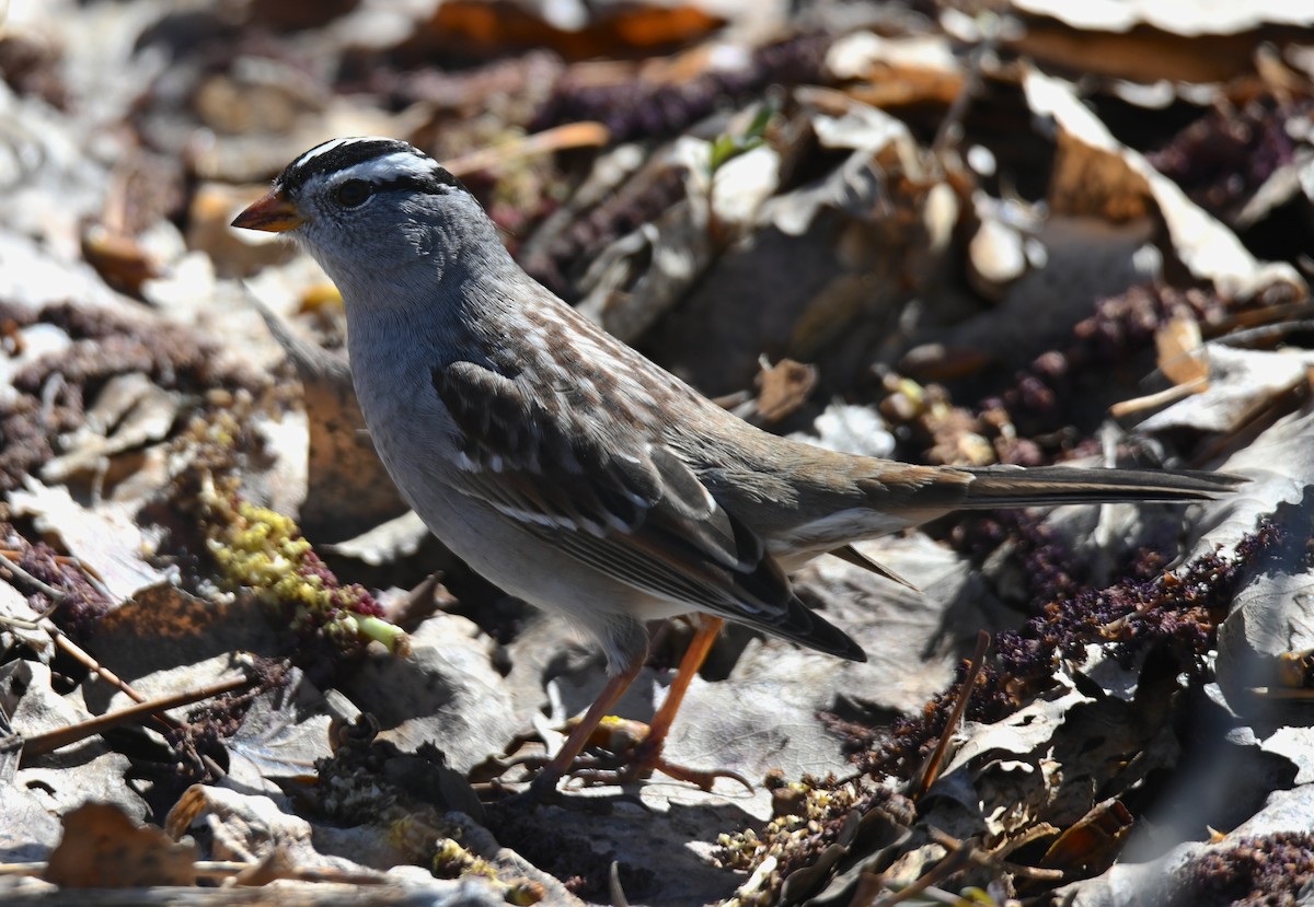 White-crowned Sparrow - Jake Shorty