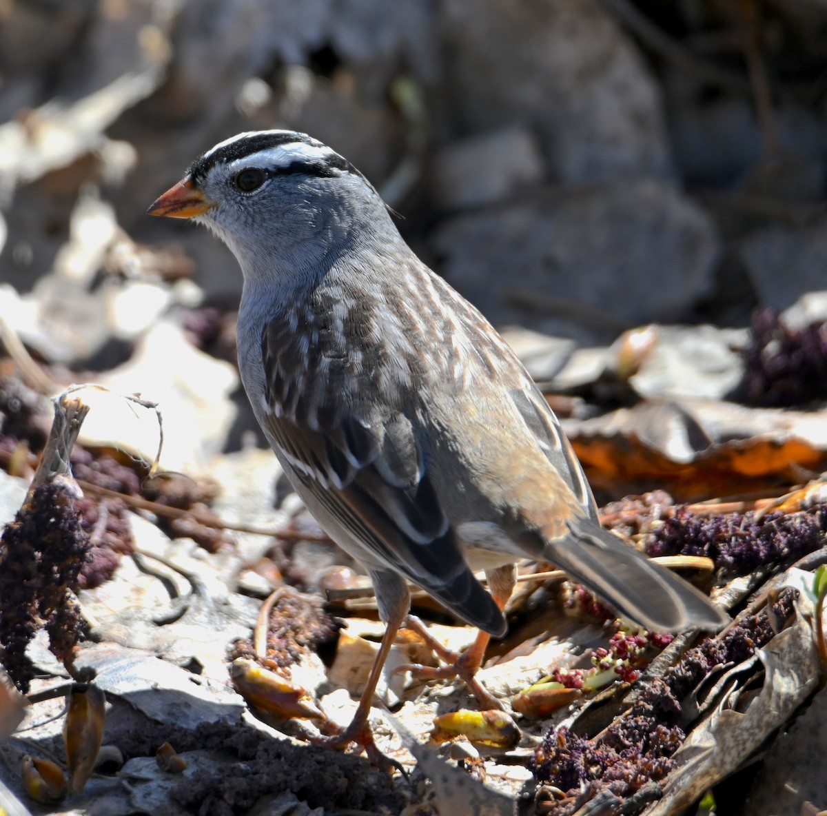 White-crowned Sparrow - Jake Shorty