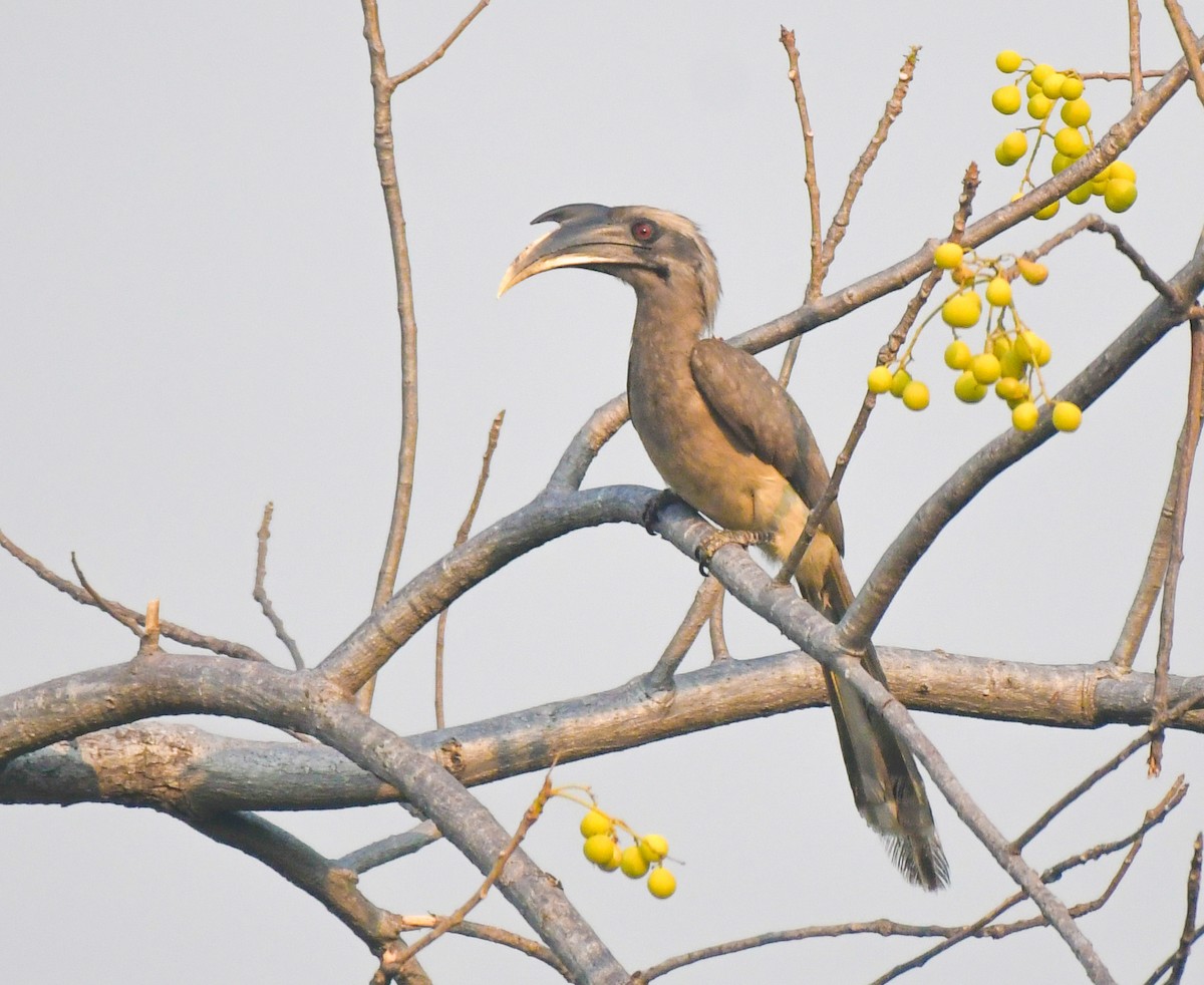 Indian Gray Hornbill - ML617758413