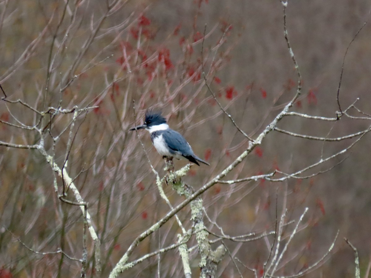 Belted Kingfisher - ML617758431