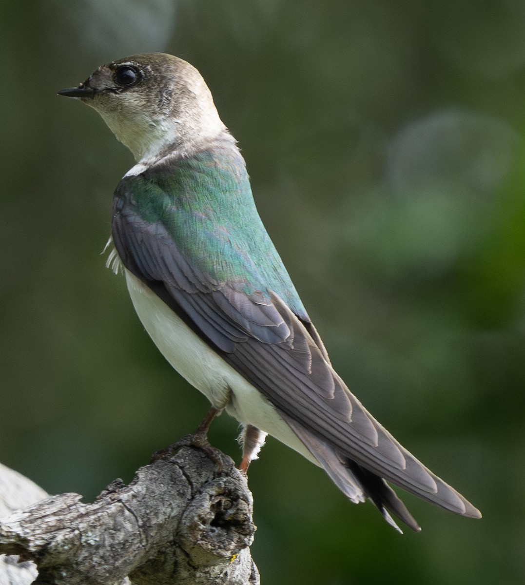 Violet-green Swallow - ML617758502