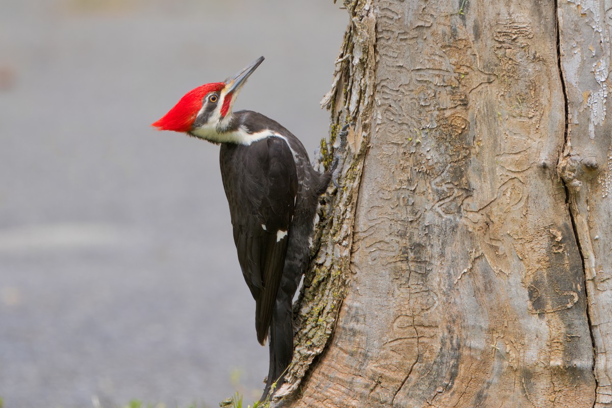 Pileated Woodpecker - Todd A. Watkins
