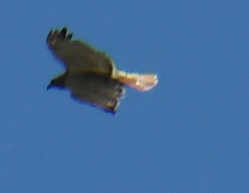 Red-tailed Hawk - ML617758565