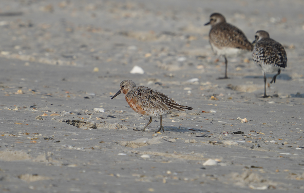 Red Knot - ML617758569
