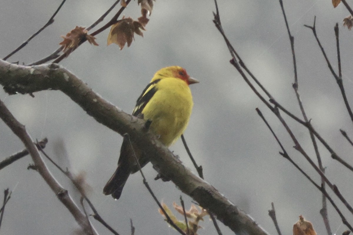 Western Tanager - ML617758633
