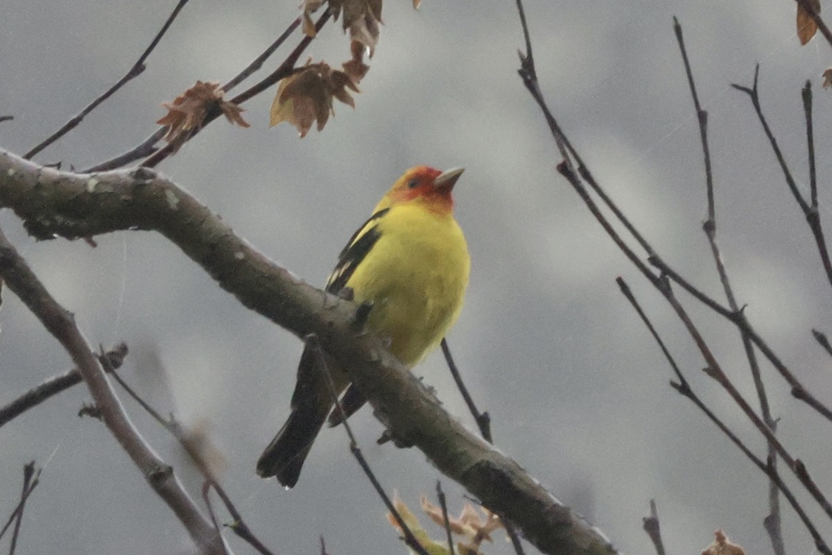 Western Tanager - ML617758634