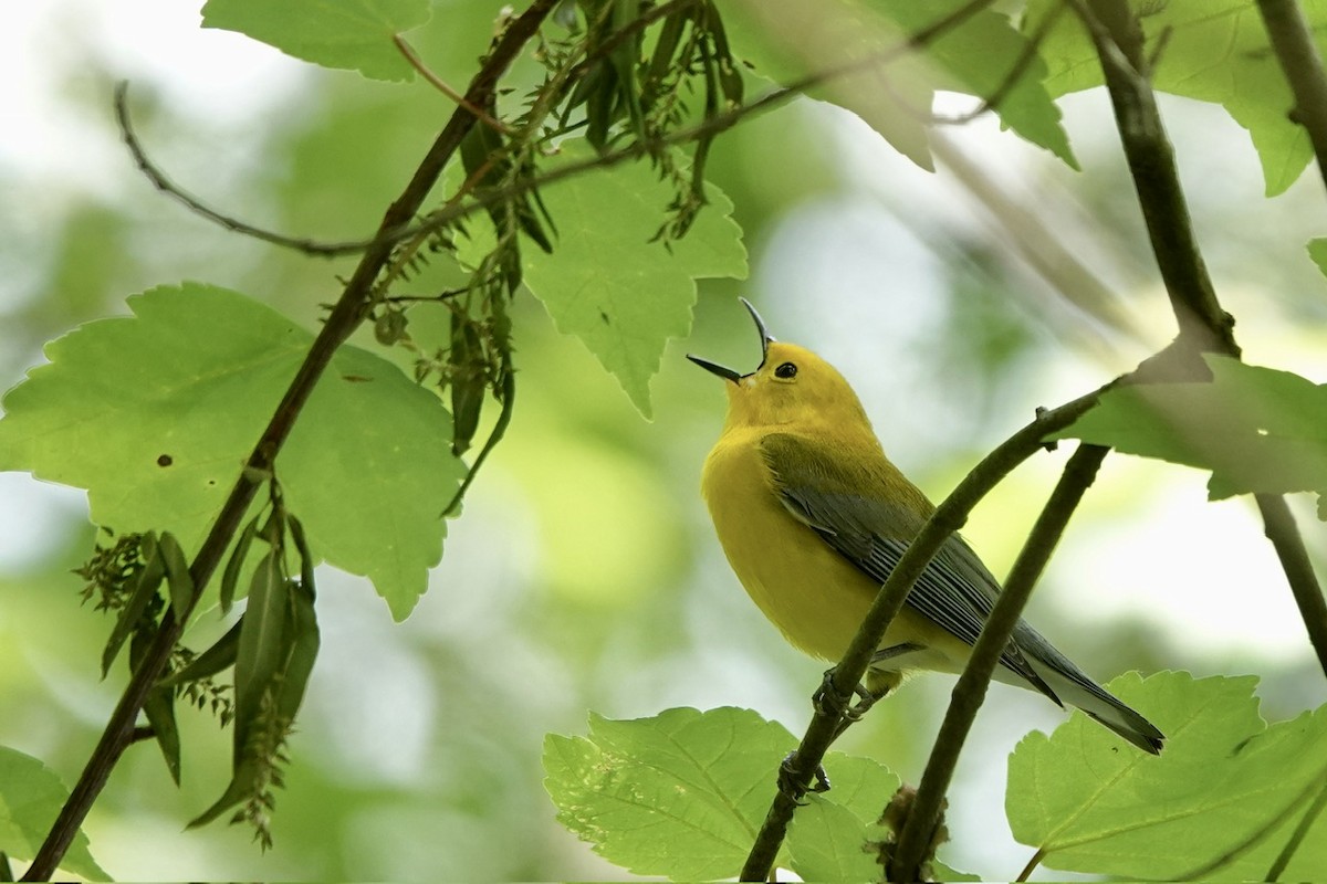 Prothonotary Warbler - ML617758732