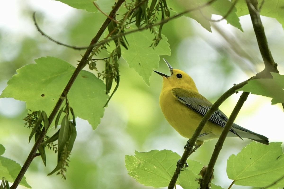 Prothonotary Warbler - ML617758733