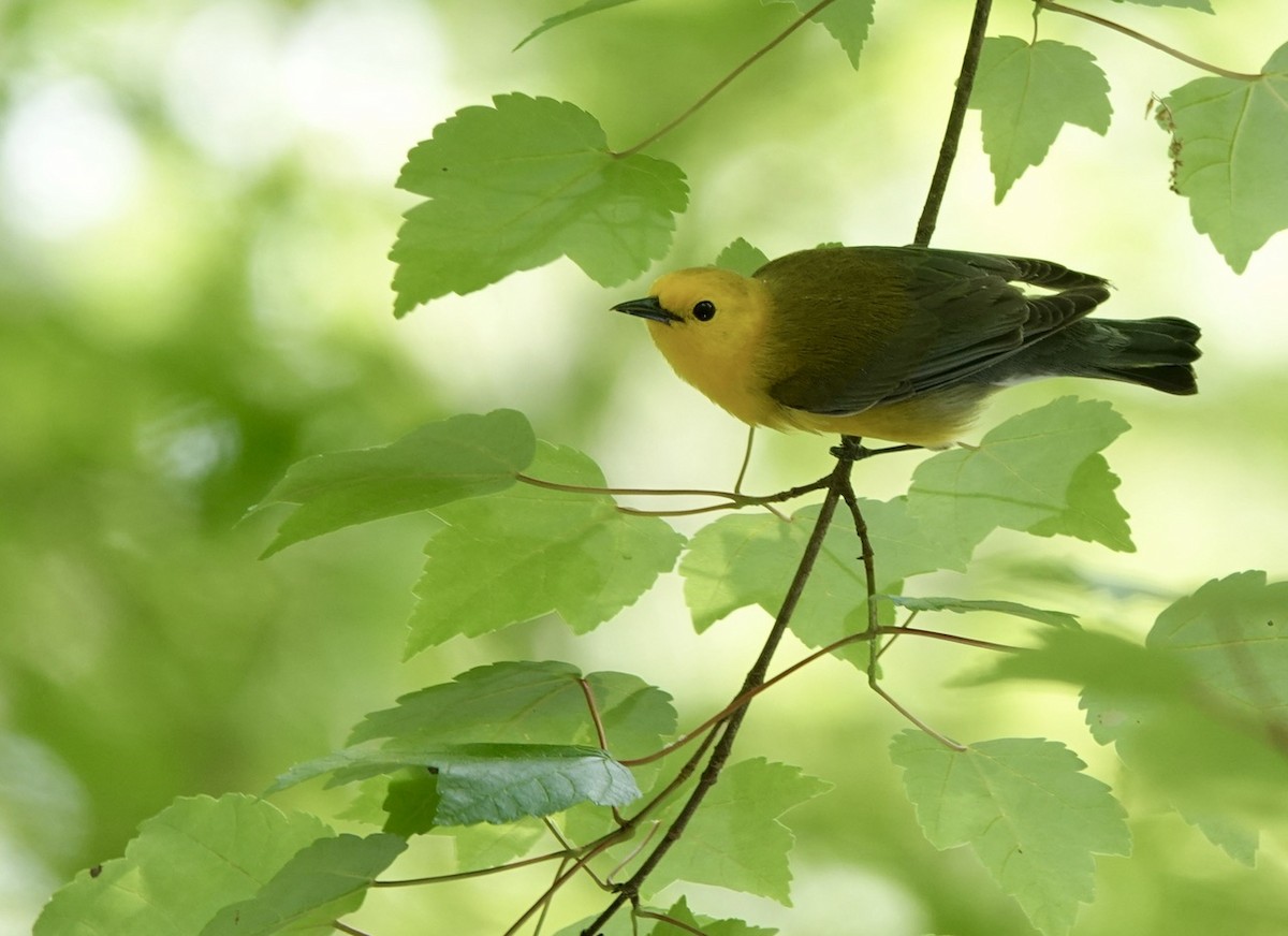 Prothonotary Warbler - ML617758735