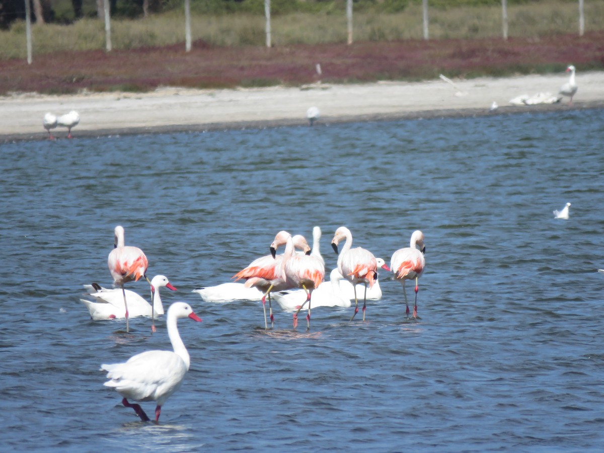 Chilean Flamingo - ML617758742