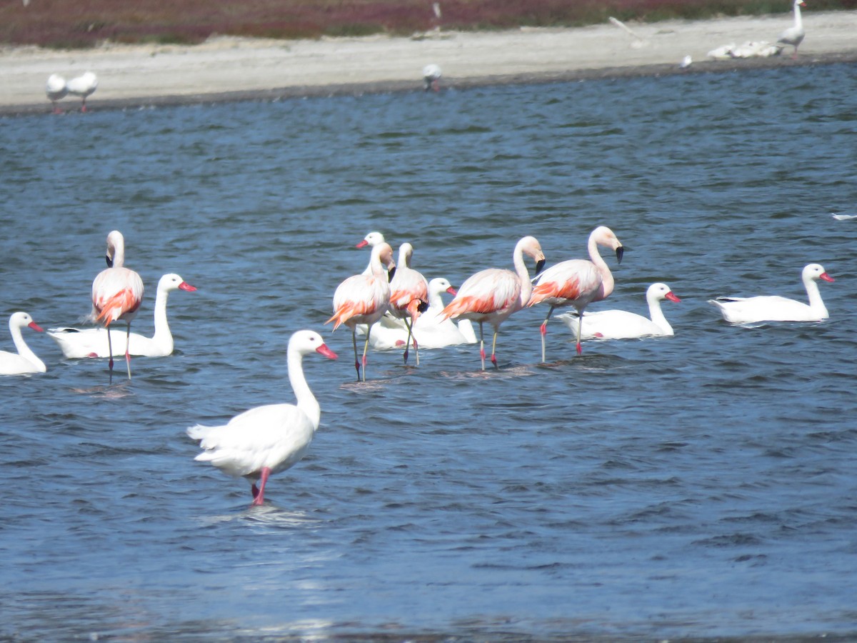 Chilean Flamingo - ML617758743