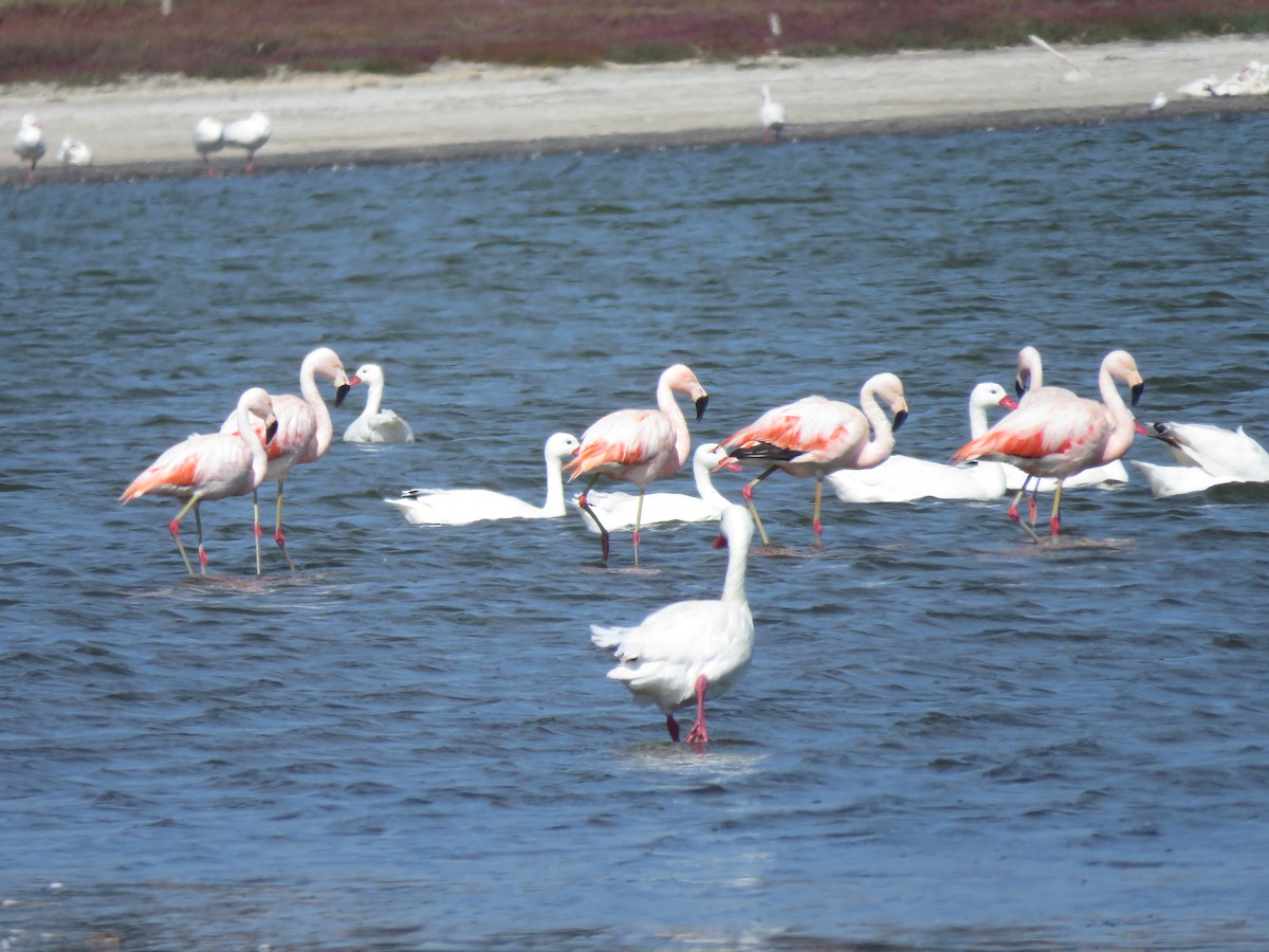 Chilean Flamingo - ML617758751