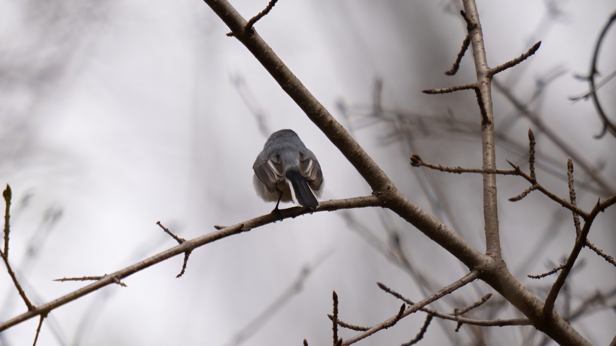 Blue-gray Gnatcatcher - Tianshuo Wang