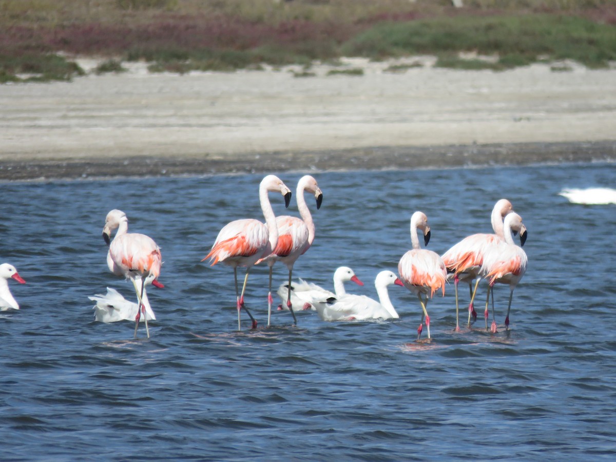 Chilean Flamingo - ML617758803