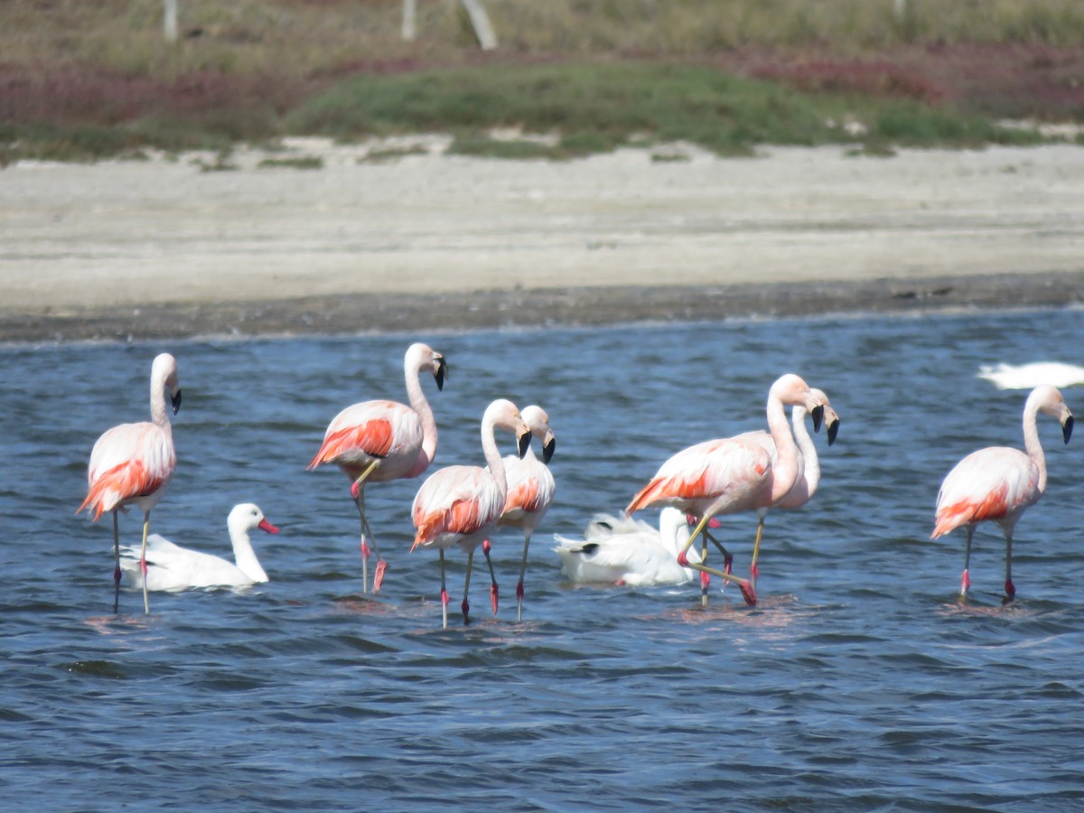 Chilean Flamingo - ML617758811
