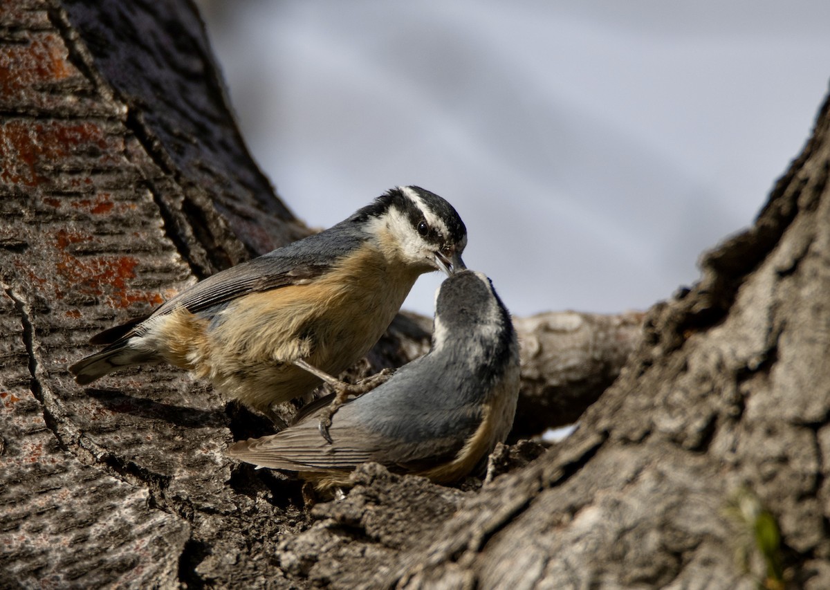 Red-breasted Nuthatch - ML617758815