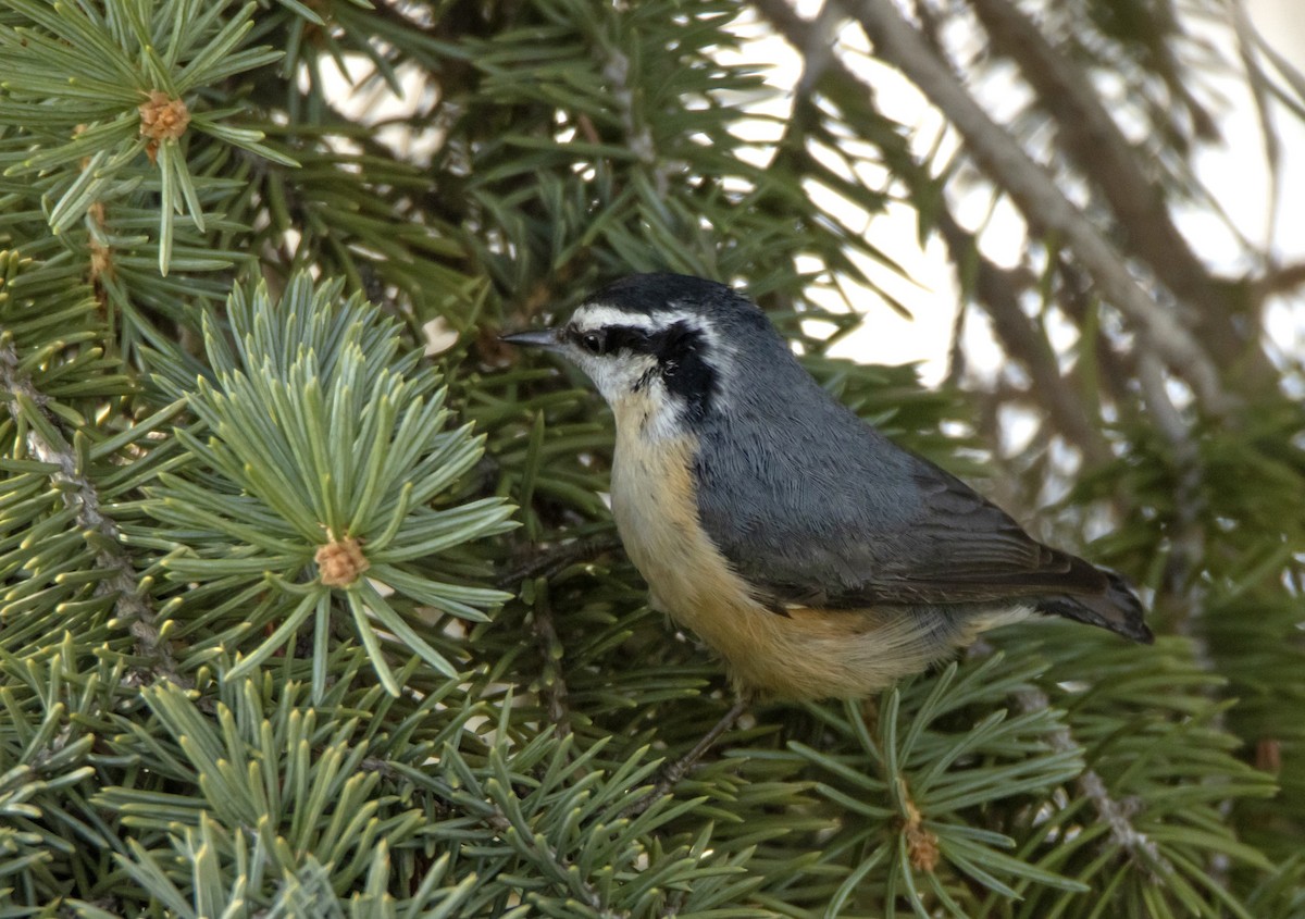 Red-breasted Nuthatch - ML617758832