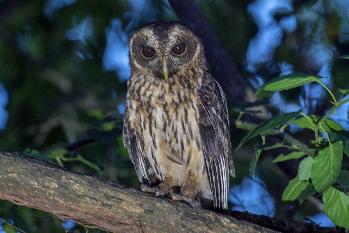 Mottled Owl - Juan Miguel Artigas Azas