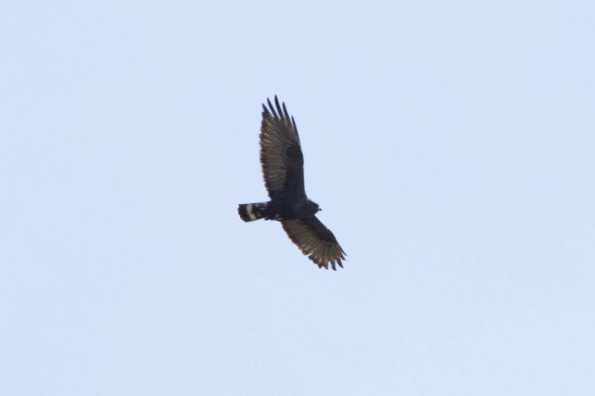 Zone-tailed Hawk - ML617758863