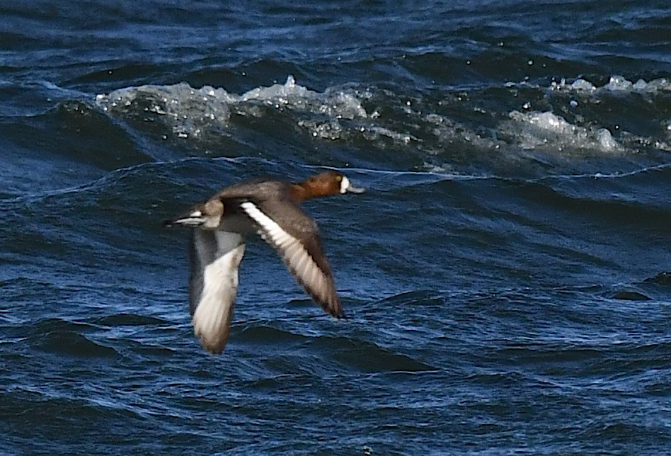 Greater Scaup - ML617758869