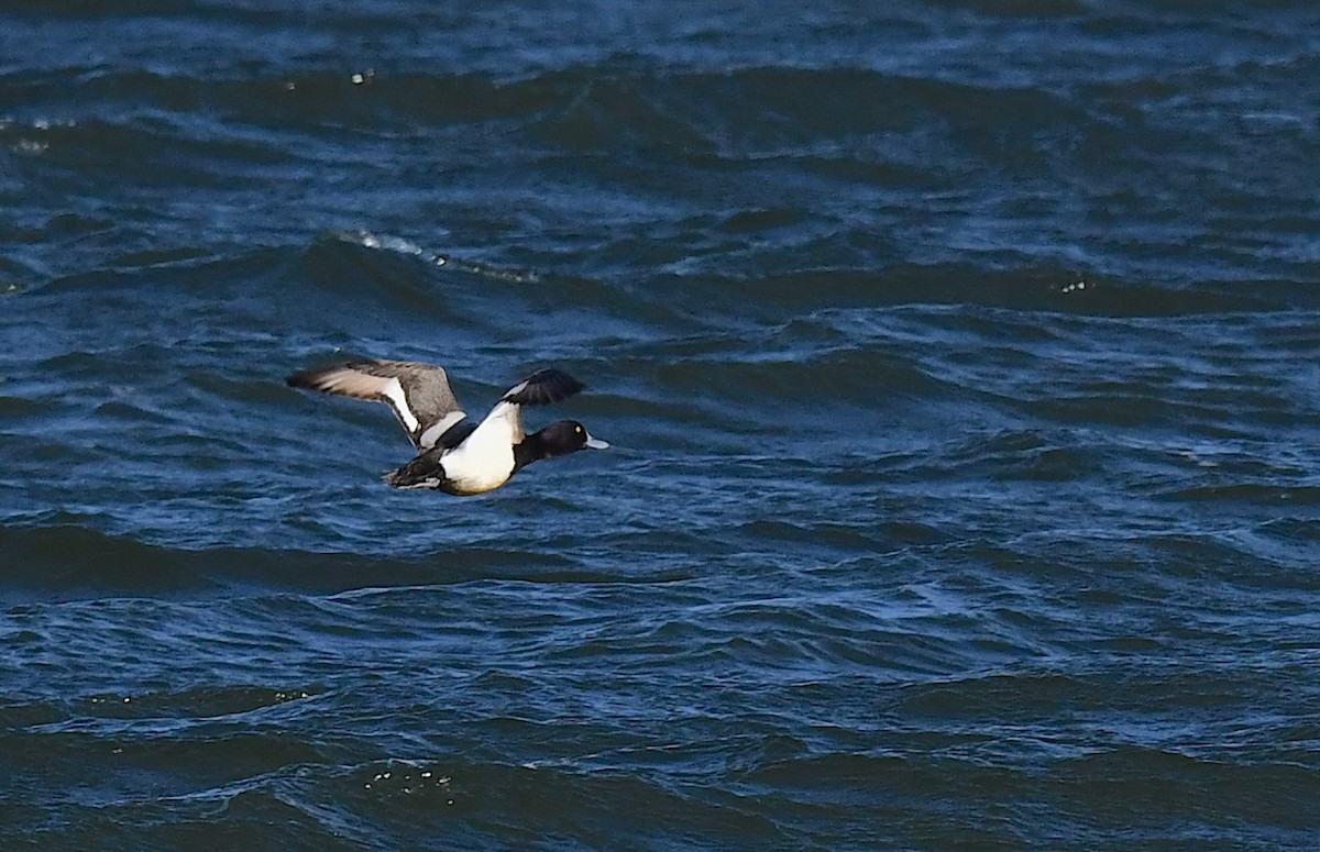 Greater Scaup - ML617758870