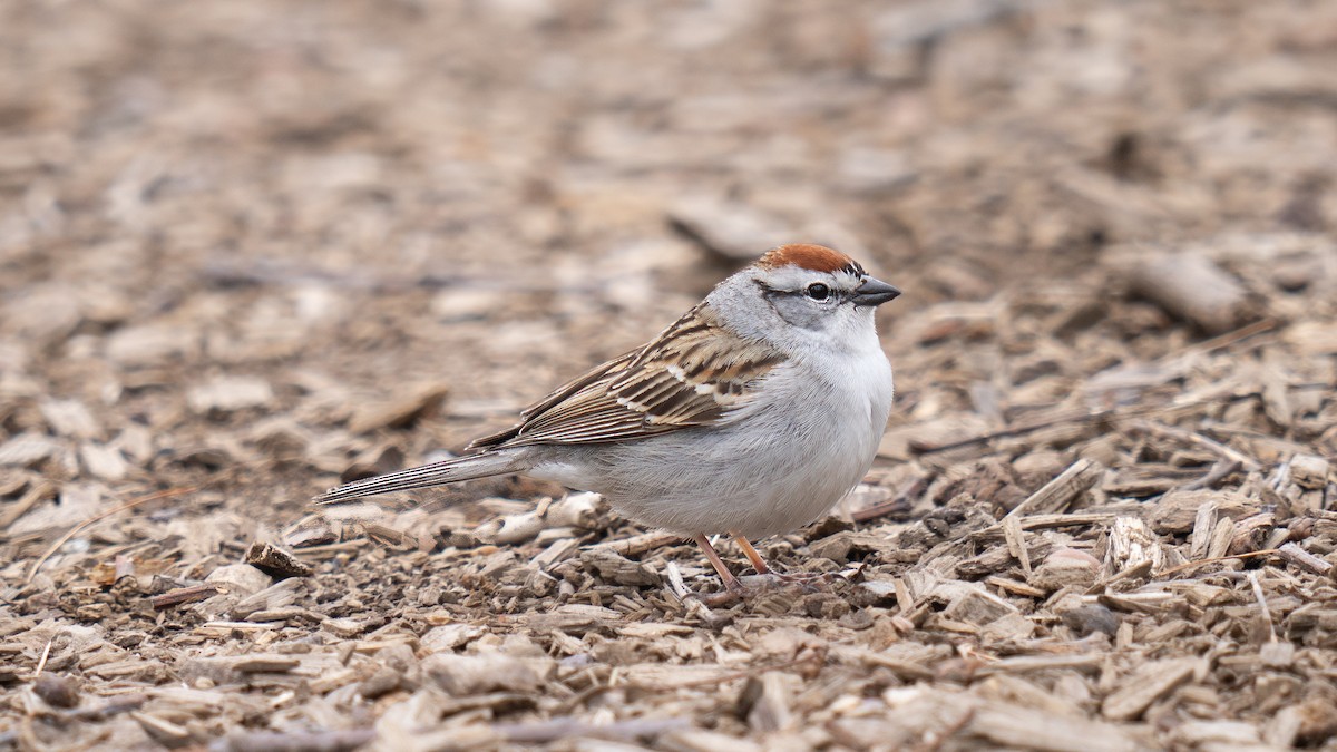 Chipping Sparrow - ML617758939