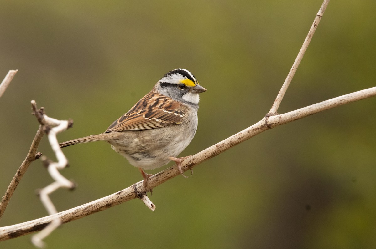 White-throated Sparrow - ML617758941