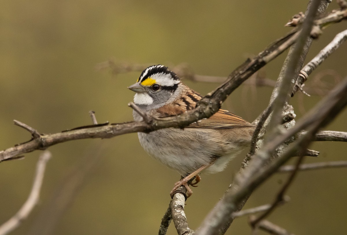 White-throated Sparrow - ML617758942