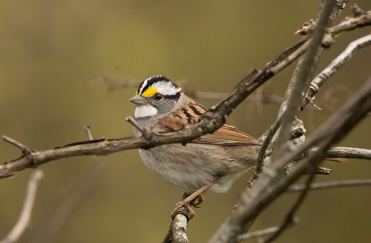 White-throated Sparrow - Keith Leonard