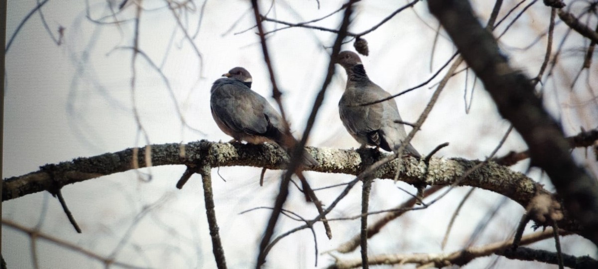 Band-tailed Pigeon - Alex Gomez