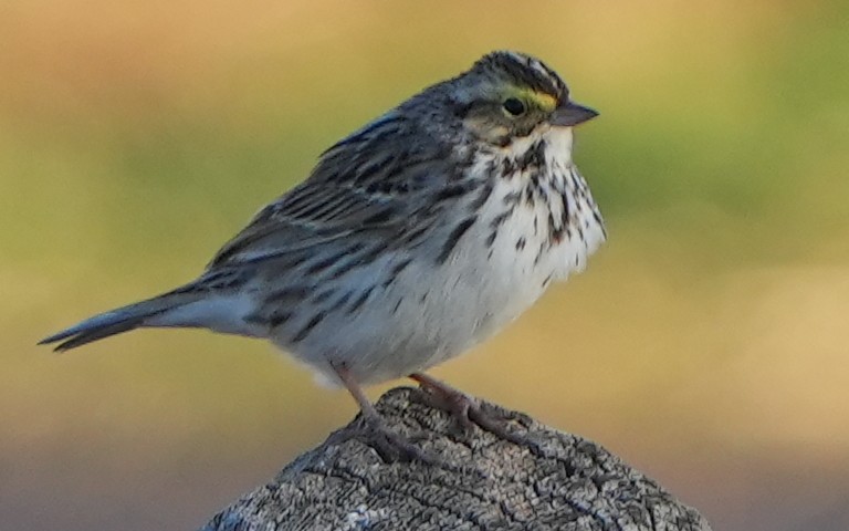 Savannah Sparrow - ML617758965
