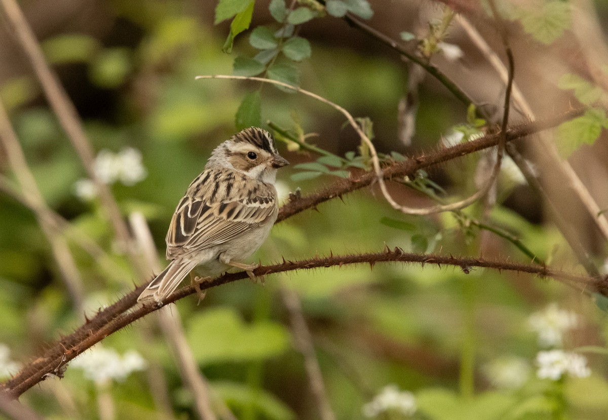 Clay-colored Sparrow - ML617758967