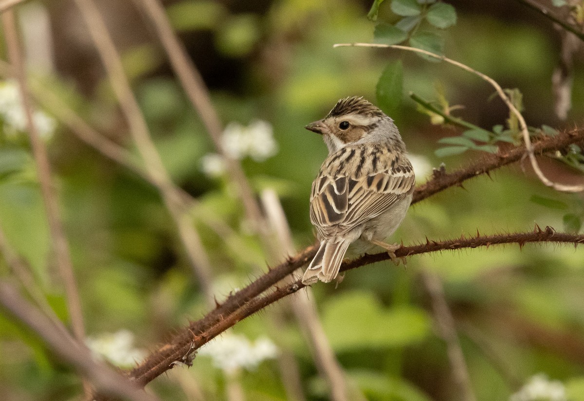 Clay-colored Sparrow - ML617758968