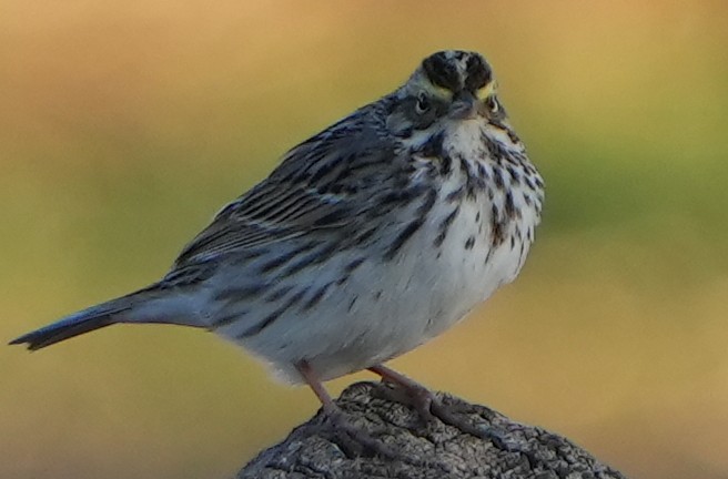 Savannah Sparrow - ML617758974