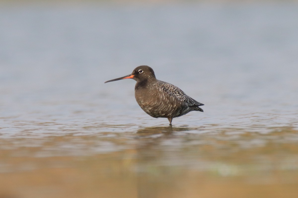 Spotted Redshank - ML617758982